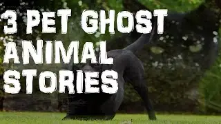3 Pet Ghost Animal Stories