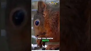 #fun facts #red squirrel #animal#daily # like 👍share subscribe🔔 for more such content