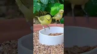 Senegalensis Zosterops | Softbills | Birds | Bird Sounds #birds #nature #animals #birdsounds #bird