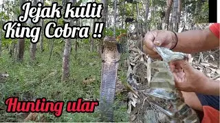 Mencari King Cobra Monster !! Menemukan jejak Raja ular liar !!