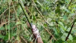 Mango top work Grafting result