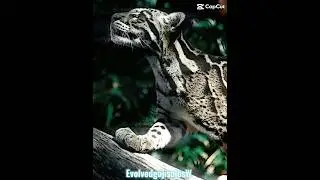 Clouded Leopard #edit | #viral #fyp #fypシ゚viral #shorts #cats #mammals #leopard #cloudedleopard