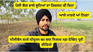 Paplar ki kheti ka sach #paplarkikheti #tree #agriculture #youtube #khetibadi #explore #farming #how