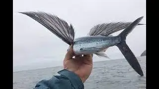 Flying fish can be seen jumping out of warm ocean waters worldwide#fish #nature #sea