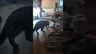 Animals Being Hilariously Chaotic! 15 🤣🐶🐱