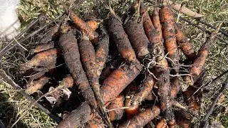 Planted carrot seeds in October and harvested in March!  Over winter carrots