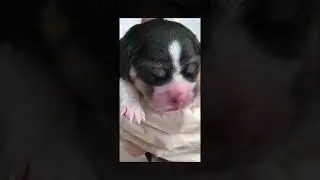 Beagle giving birth