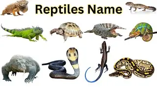 20 REPTILES | Learn Reptile Names with Pictures