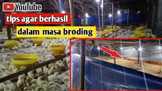 cara agar berhasil dalam masa broding || ayam broiler kandang close house