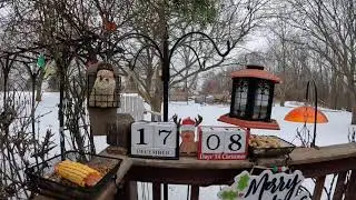 My Countdown to Christmas Bird & Squirrel Livestream