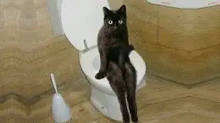 Pets that Make me Feel happy Inside | Mays Funny Animals