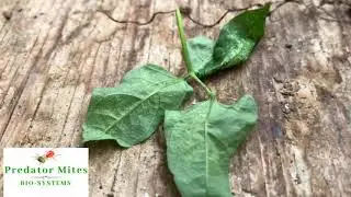 Phytoseiulus Persimilis | On Bean Leaf | Predator Mites Bio Systems L.L.C