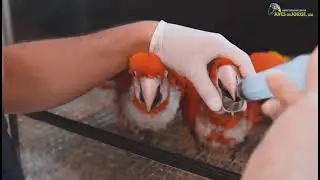 Largest Breeding aviary for macaws and more 🦜🦜