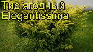 Тис ягодный Элегантиссима. Краткий обзор, описание характеристик taxus baccata Elegantissima