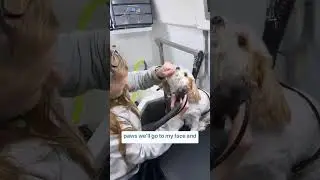 Benny's Dog Spa Day