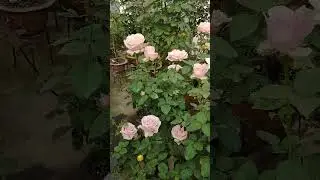 Rose Sweet Avalanche #rose #flowers #garden #gardening #nature #spring #plants