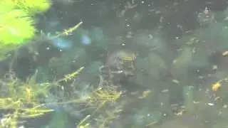 Kleine watersalamander