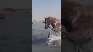 HORSE PLAYING WITH THE WATER ЛОШАДЬ ИГРАЕТ В СРЕДИЗЕМНОМ МОРЕ С ВОДОЙ #SHORTS
