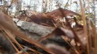 Strange Encounters: The Woodsmen