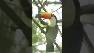 Toucan bird sound (2)