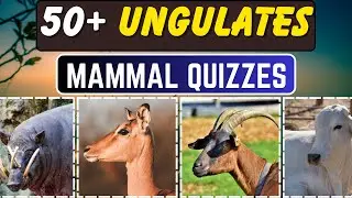 55 Ungulates Mammal Quizzes || Guess in 10 Sec Each Quiz