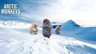 Arctic Monkeys Playlist 𖤐⭒๋࣭ ⭑⭑