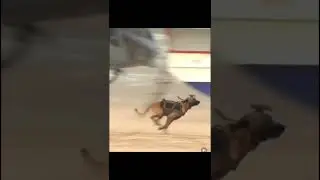 #military dogs killed in action #like #subscribe #trend