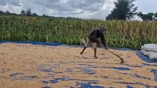 THE MOST EFFICENT OLD TECHNIQUE FARMERS STILL USE TO DRY CORN KERNELS!   -Agriculture Farming