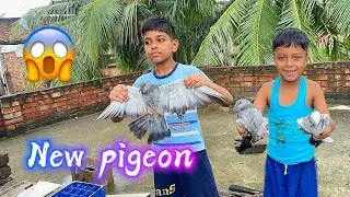“😱Ajke amader cage e dhuke gelo notun pigeon! 🕊️🔥”|| #svarmy #bengalivlogger 