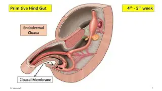 Development of Gastrointestinal Tract - Part 4