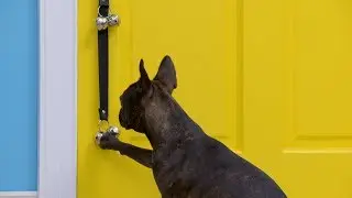 PoochieBells Doggie Doorbells | Chewy