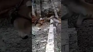 Monkey slapped Cow #shorts