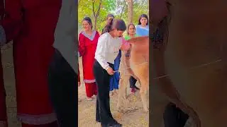 Ai training 🩺🥼👩&zwj;⚕️#cow #india #vegan #mountains #animal #horse #country #farm #animallovers cowgirl🩺