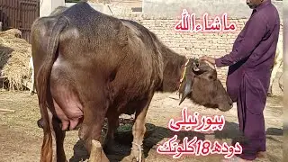High Milking pure nili Ravi Buffalo's for sale in Punjab Pakistan on YouTube 25 January 2026
