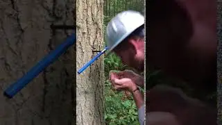 Grand Fir borehole