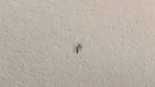Non-biting Midge (Family Chironomidae) (2022-11-03)