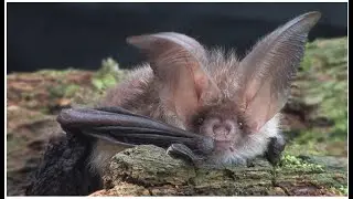 Brown long-eared Bat - The British Mammal Guide