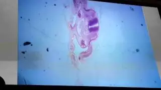 Embryology - Lab.6 (GIT)