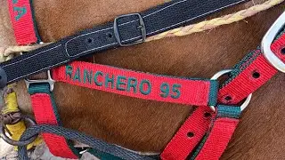Cabalgata en culiacancito y unos machos bailadores chulada de ejemplares💯🐎#ranchero95