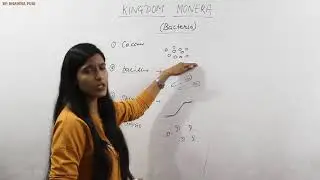 Kingdom Monera II Chapter 2 II Biology class 11 II NEET II AIIMS II  Maharaj institute