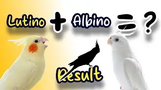 Lutino Female + Albino Male Ki Pairing Se Bachhe Kese Niklenge | Cockatiel Breeding | #birds #pets