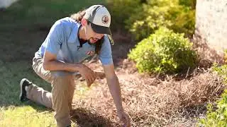 Pinestraw Installation DIY