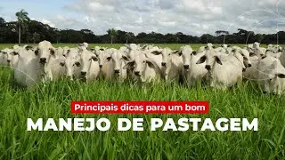 Principais dicas para um bom manejo de pastagem