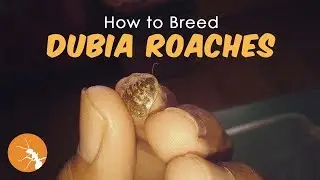 How I Breed Dubia Roaches