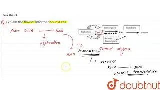 Explain the flow of information in a cell. | CLASS 11 | CELL : THE UNIT OF LIFE  | BIOLOGY | Dou...