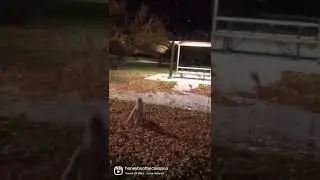 Watch cavapoo jump backflips in fall leaves