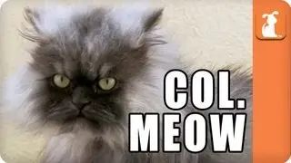 Colonel Meow - Meme'd