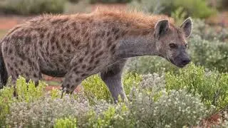 Animal Sounds compilation