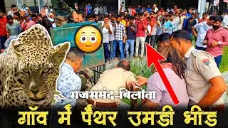 शिकार करने आया पैंथर खुद फंस गया || राजसमंद&ndash;बिलौता |टीम ने किया ट्रेंकुलाइजर