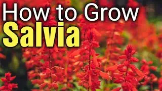 How to Grow Salvia from Seed | Gardening for Beginners